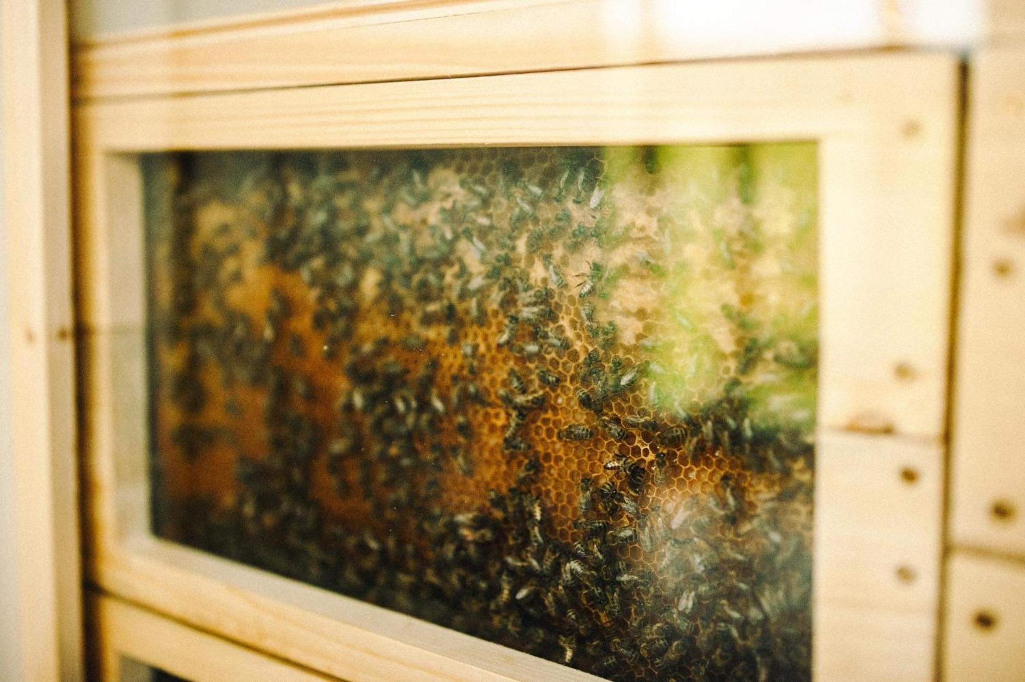 Hotel Vcelin Mueslivna Jablonné v Podještědí Esterno foto